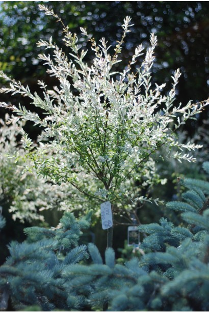 Ива цельнолистная японская Хакуро-Нишики