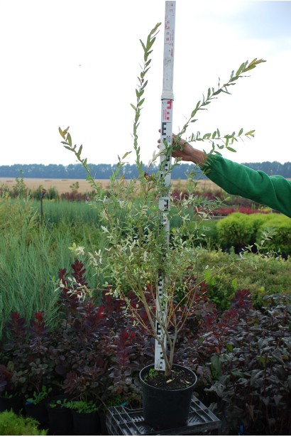 Ива японская Хакуро-Нишики саженец 100-120 см