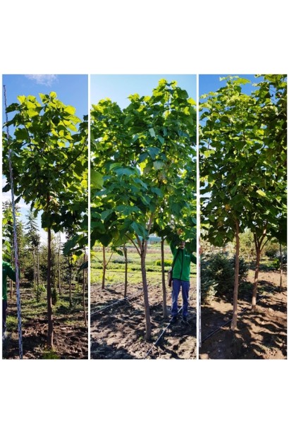 Катальпа звичайна