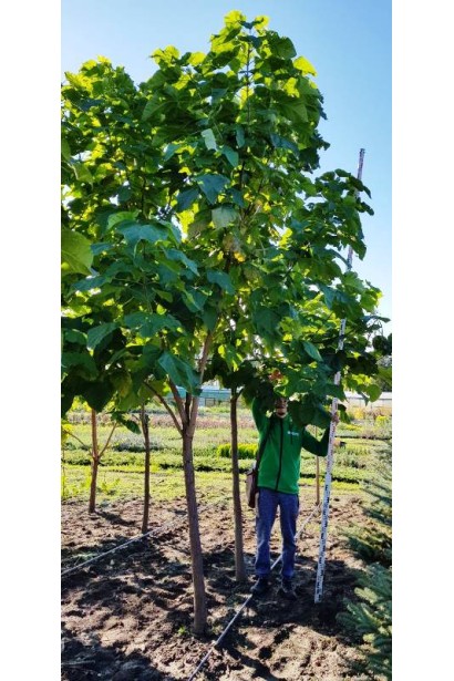 Катальпа bignonioides