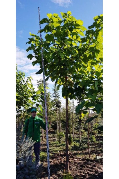 Катальпа декоративне дерево