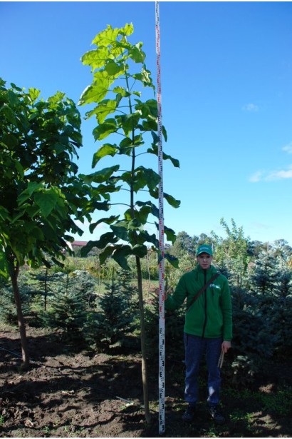 Катальпа бузколиста