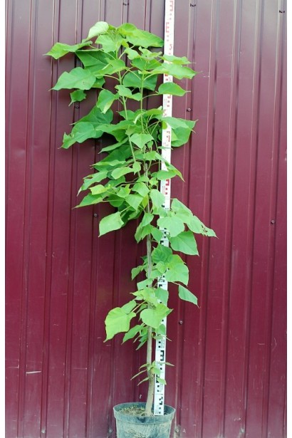 Катальпа бузколиста саджанець 120-160 см