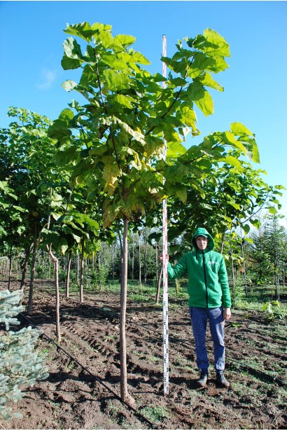 Catalpa bignonioides