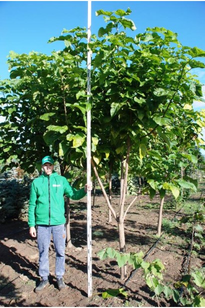 Катальпа бігнонійоподібна