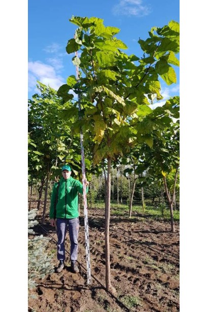 Катальпа бігнонієвидна в росаднику в полі 