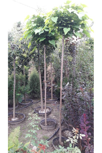 Катальпа Nana штмаб в садовому центрі