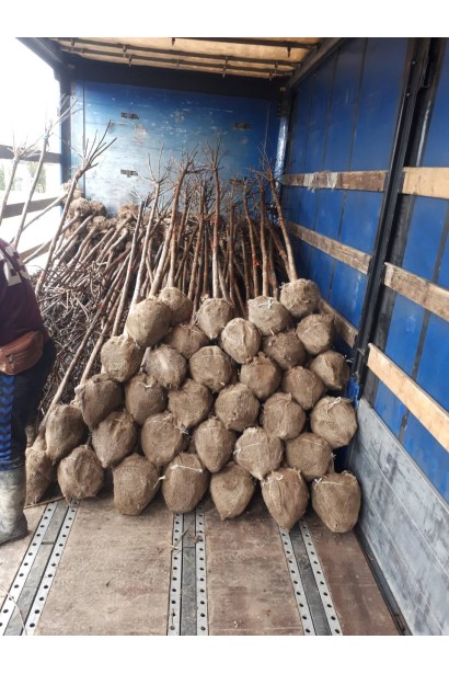 Катальпа бігнонієвидна Нана сакджанці з комом землі в мішковині