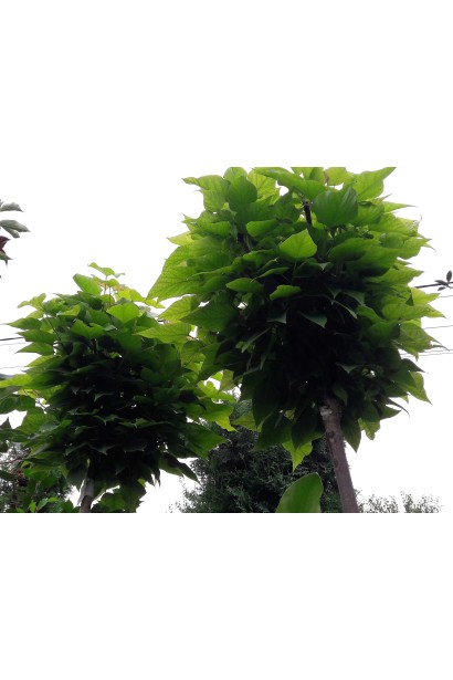 Катальпа кулеподібна Нана