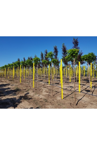 Катальпа бігнонійоподібна Нана