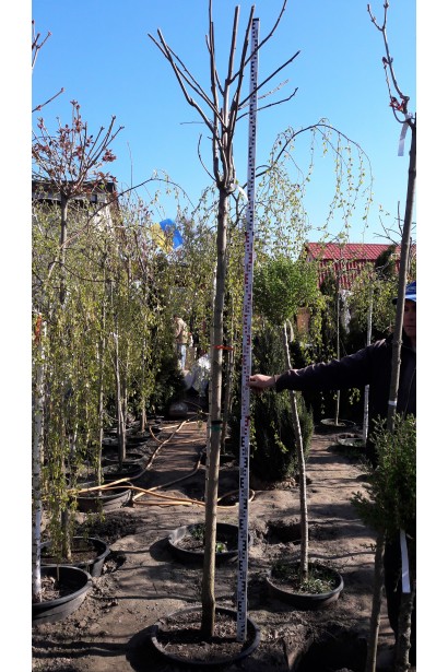 Катальпа бігнонійоподібна Нана саджанці восени без листя