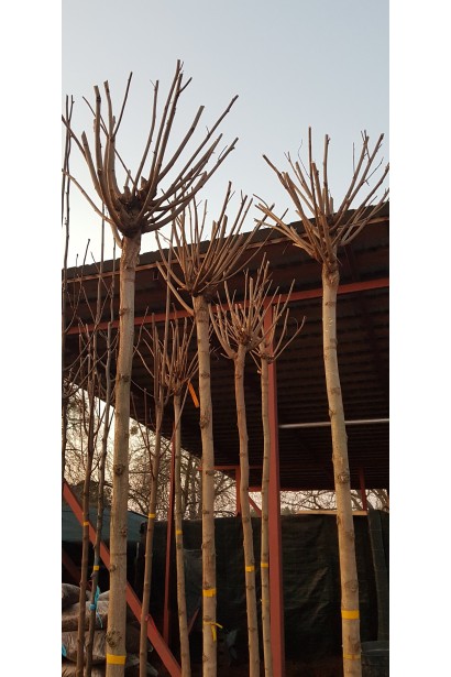 Стрижена крона катальпи Нана