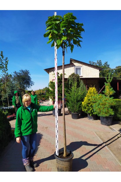 Катальпа звичайна Нана штамб 200-220 см