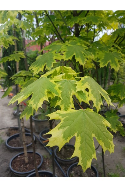 Клен плтанолистий Друмонді забарвлення листя
