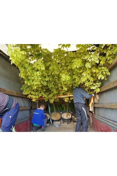 Клен платановидний Друмонді завантаження машини на доставку