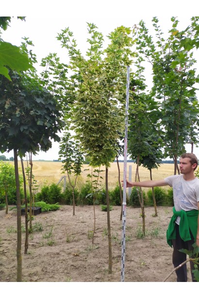 Клен гостролистий Друмонді штамб