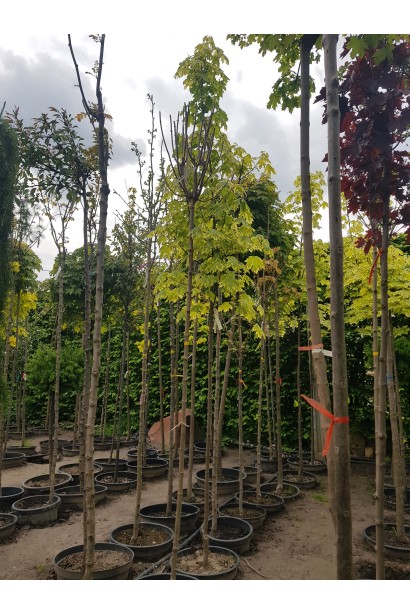 Клен гостролистий Друмонді на штамбі