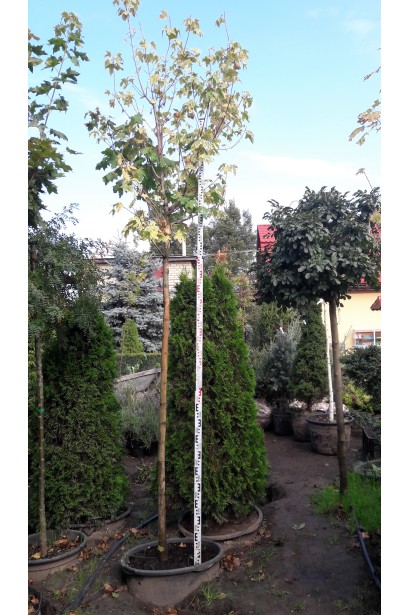 Клен гостролистий Друмонді щеплений на штамб