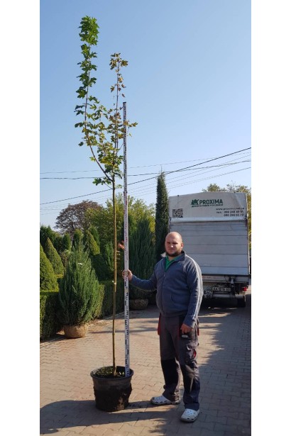 Клен гостролистий Друмонді саджанець в садовому центрі