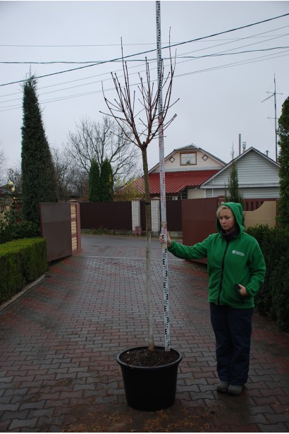 Клен гостролистий Глобозум штамб 180 см