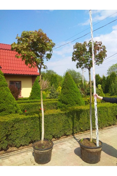 Клен гостролистий Глобозум саджанці на штамбі в контейнері