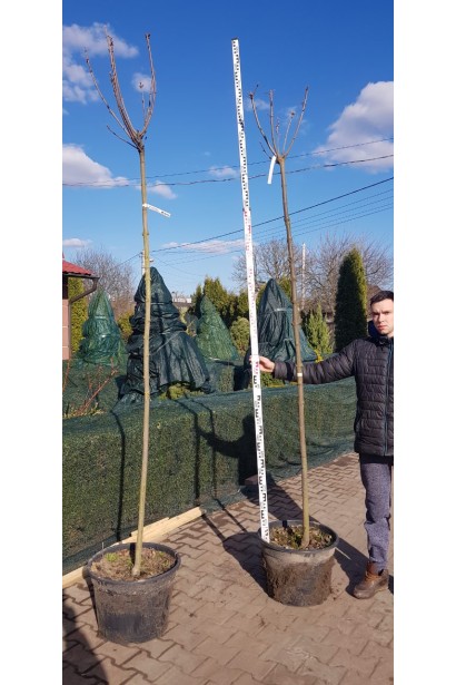 Клен гостролистий Глобозум саджанці навесні без листя