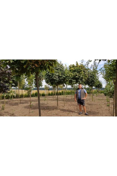 Клен звичайний Глобозум