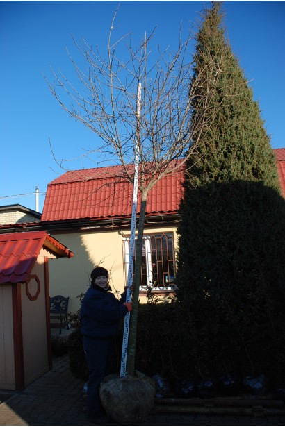 Клен щеплений на штамб Глобозум