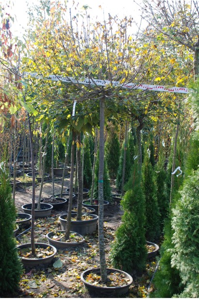 Клен Глобозум діаметр крони 150-170 см