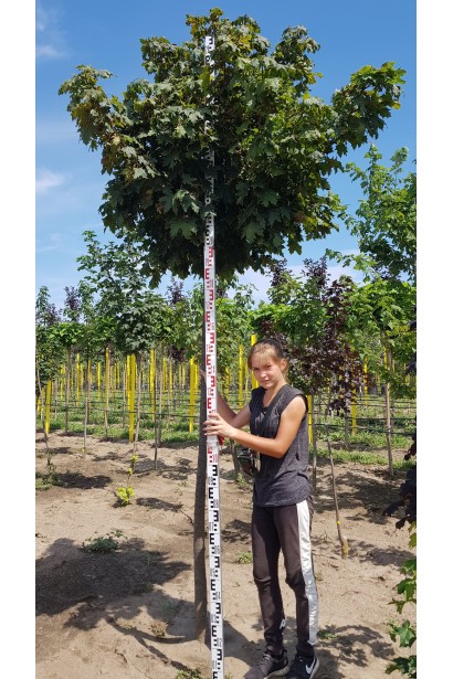 Клен гостролистий Глобозум на штамбі