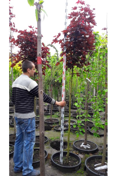 Клен гостролистий Роял Ред штамб 170-180 см