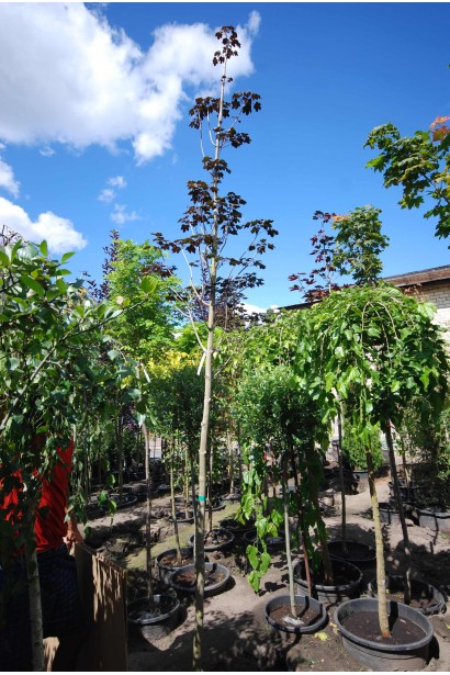 Клен гостролистий Роял Ред в садовому центрі