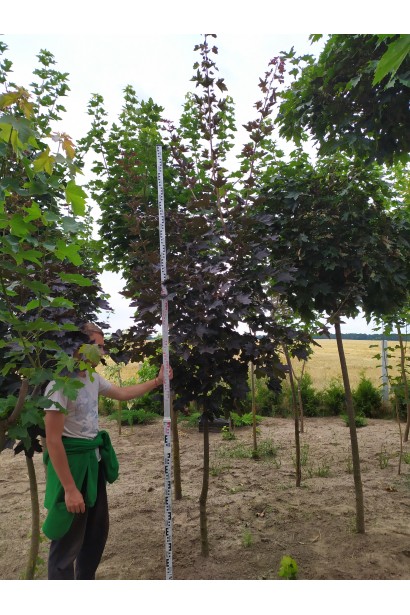 Клен звичайний Роял Ред 