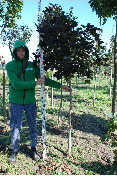 Клен гостролистий Роял Ред  200-220 см