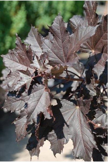 Клен Роял Ред блискуче червоно-пураурове листя восени