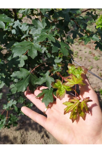 Молодые салатово-багровые листья Клена полевого