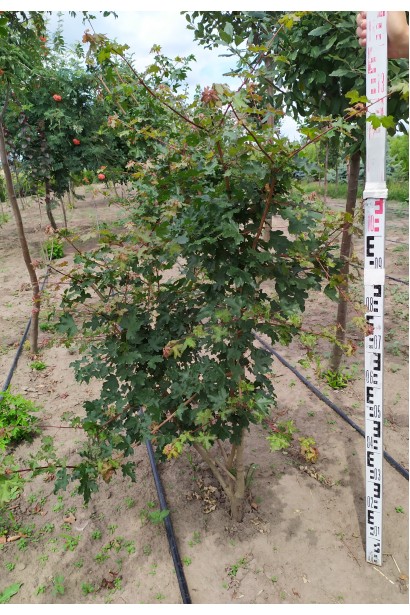 Клен полевой саженец многоствольный 120-140 см.