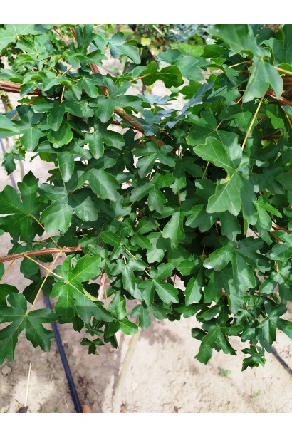 Клен полевой блестящие темно-зеленые листья