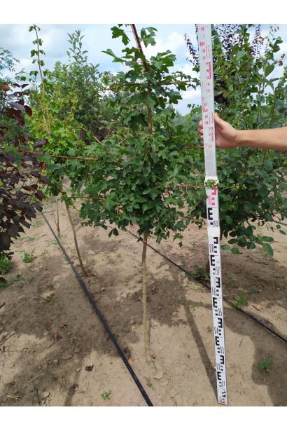 Клен полевой саженец в поле