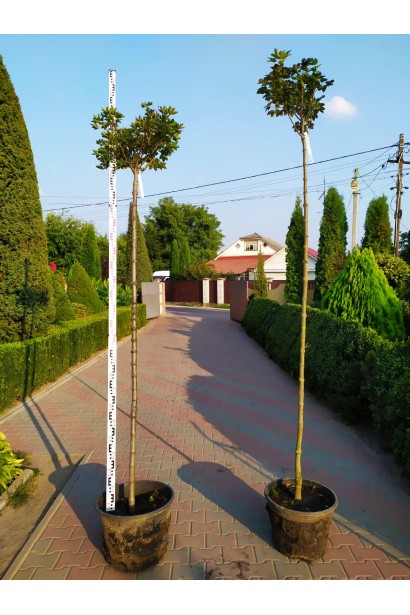 Клен псевдоплатоновый Бриллиантиссимум на штамбе