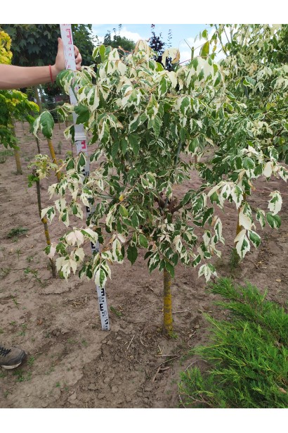 Клен ясенелистий / американський Фламінго