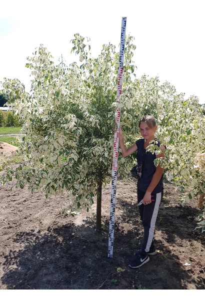 Клен ясенелистий Фламінго в розсаднику 220-240 см