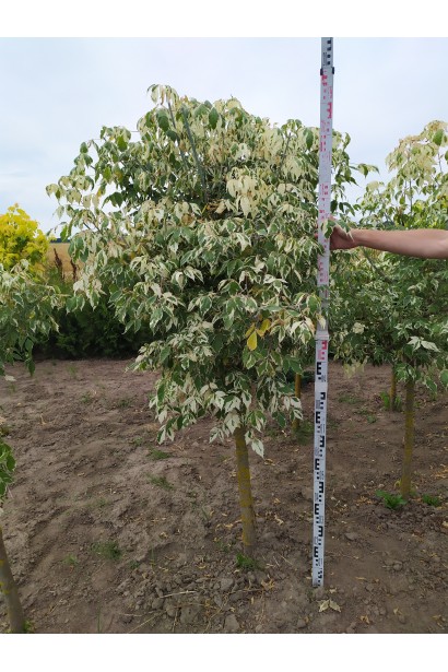 Клен ясенолистий Фламінго висота 180-200 см