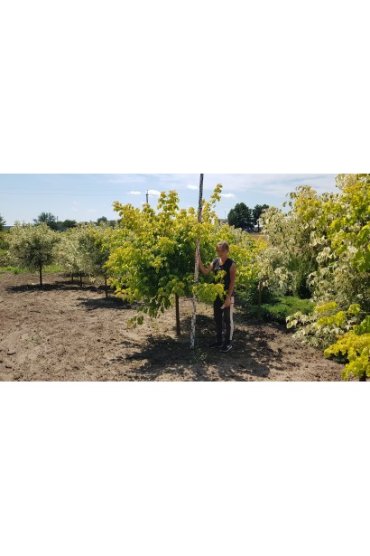 Клен американский Одессанум 180-220 см