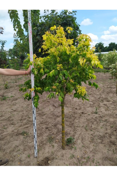 Клен ясенолистый Odessanum саженец в поле