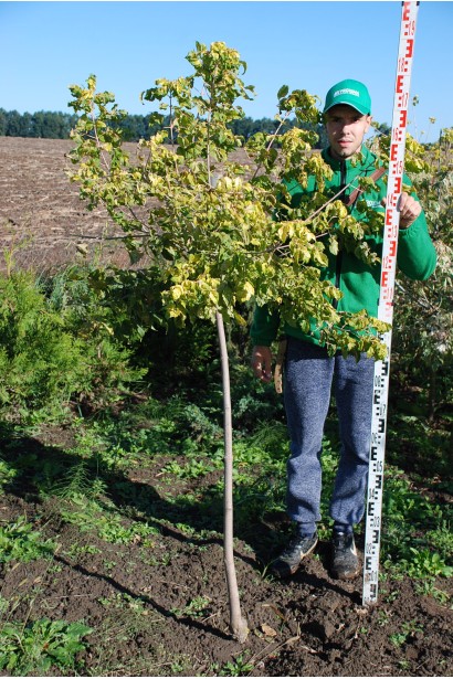 Клен простой Одессанум