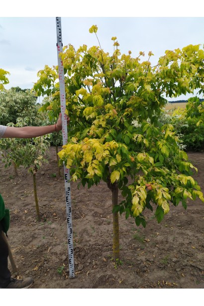 Клен ясенелистый Odessanum в питомнике 180-200 см