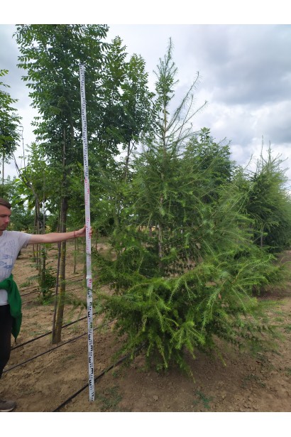 Модрина європейська 