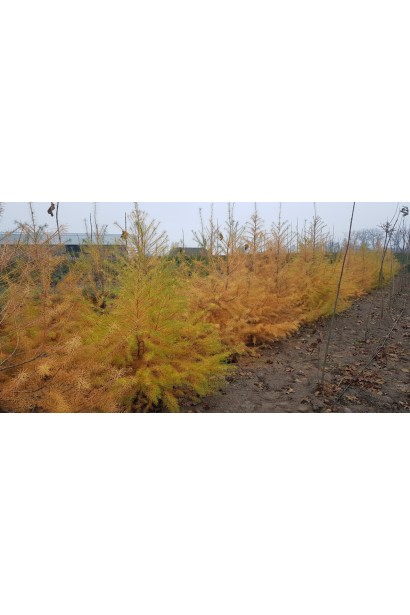 Модрина європейська золотаво-жовтий колір хвої восени