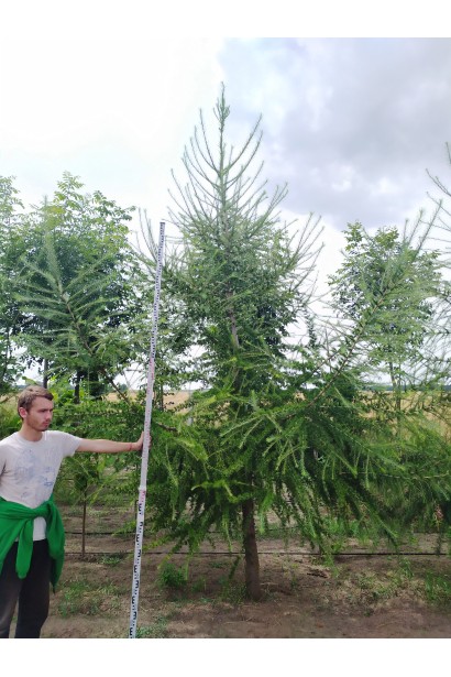 Модрина європейська розлога крона